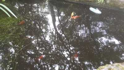 Frühjahrsputz im Gartenteich